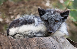 © A.J. Haverkamp / flickr.com Fuchs