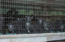 © Net for Animal Freedom / flickr.com Pelzfarm