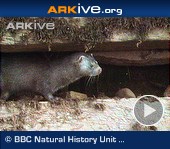ARKive video - American mink - overview