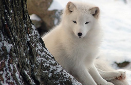 © kingarfer / flickr.com Eisfuchs