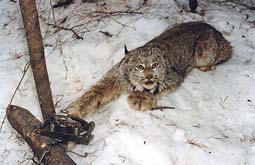 © lynxolog / flickr.com Luchs in Falle