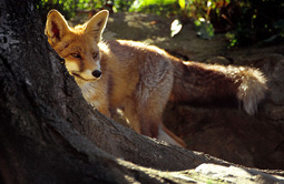 © Dani Morcillo / flickr.com Fuchs
