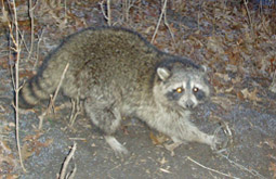 © techno radio / flickr.com Waschbär in Falle
