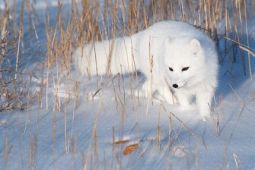 © jaminphoto / flickr.com Eisfuchs