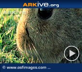 ARKive video - Rabbit - overview