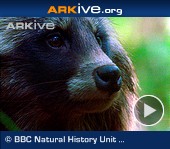 ARKive video - Raccoon dog - overview ARKive video - Raccoon dog - overview