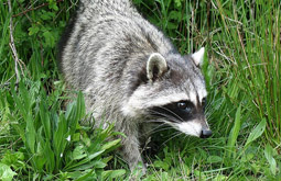 © Mike Wu / flickr.com Waschbär