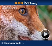 ARKive video - Red fox - overview