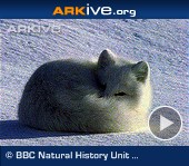ARKive video - Arctic fox - overview