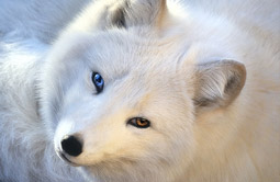 © The Kav / flickr.com Eisfuchs