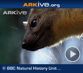 ARKive video - American marten - overview ARKive video - American marten - overview