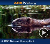 ARKive video - Muskrat - overview