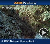 ARKive video - Long-tailed chinchilla - overview