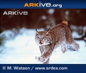ARKive species - Canada lynx (Lynx canadensis) ARKive species - Canada lynx (Lynx canadensis)