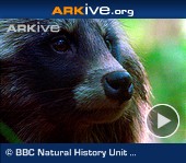 ARKive video - Raccoon dog - overview