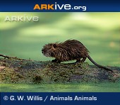 ARKive photo - Infant coypu on log ARKive photo - Infant coypu on log