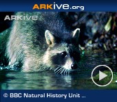 ARKive video - Northern raccoon hunting crayfish in stream